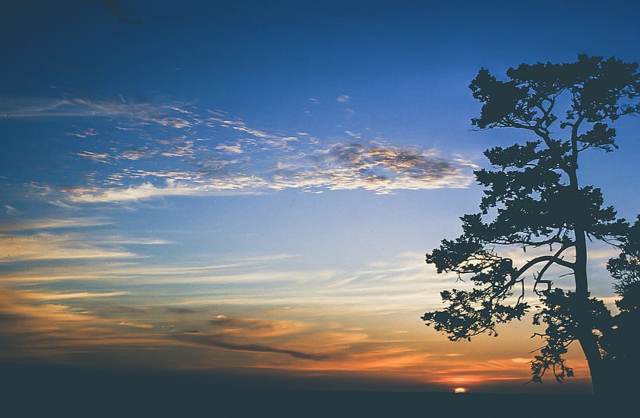 siluet pohon, latar belakang matahari terbenam, awan, horizon, lanskap, cahaya, matte, pagi, samudra, indah