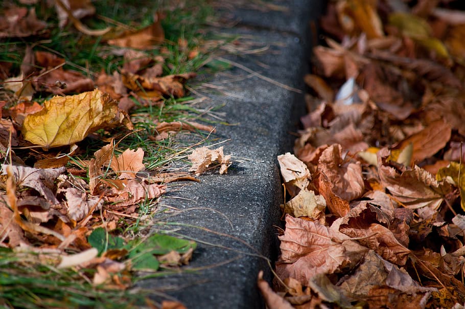 curb, road, sidewalk, pavement, autumn, leaves, grass, colorful, change, plant part