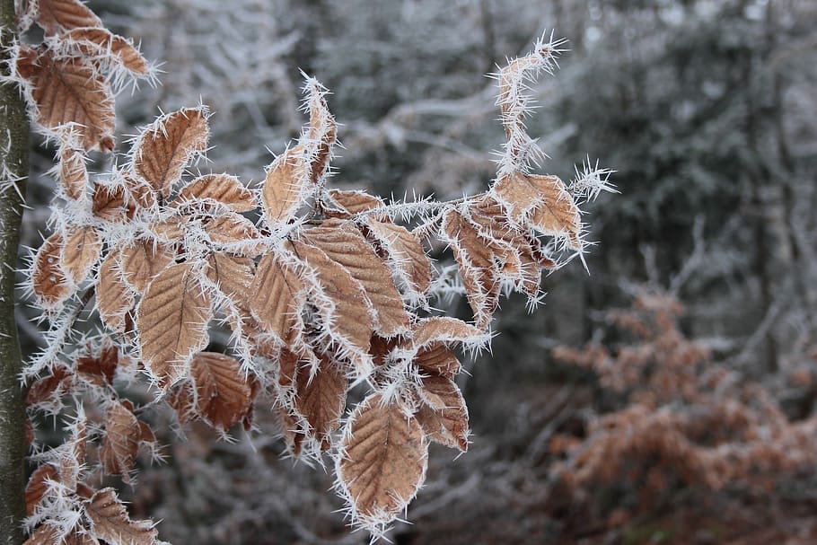 ripe, crystals, winter, beech leaves, eiskristalle, frost, frozen, cold, icy, nature