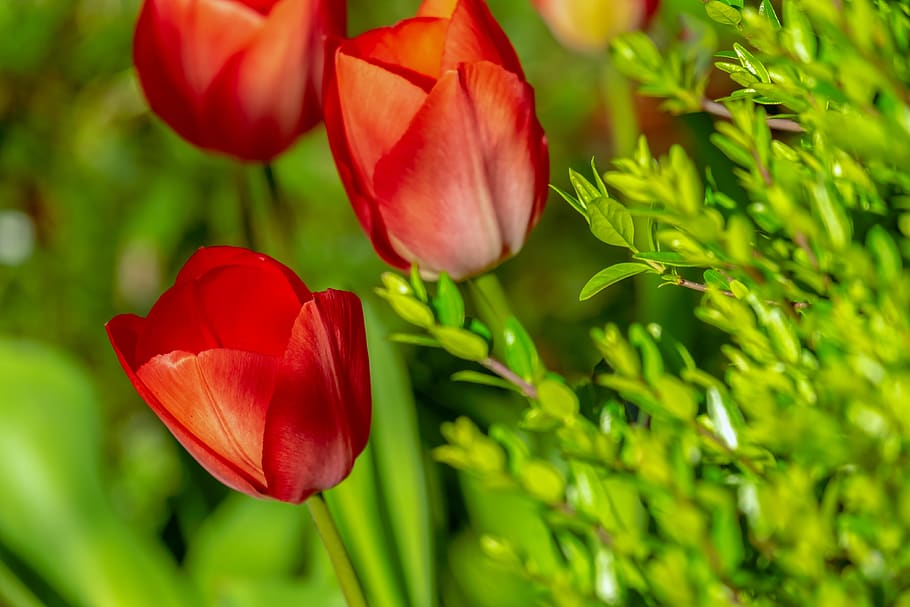 tulips, red, red tulips, flowers, spring, plant, liliaceae, breeding tulip, schnittblume, spring flower