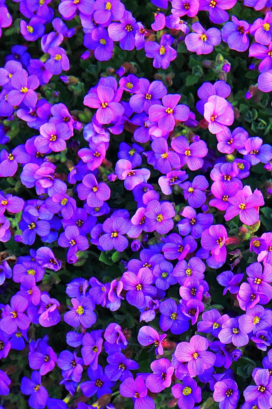 flores, violeta, bordado, primavera, planta, roxo, magia da primavera, páscoa, papel de parede do telefone, papel de parede do iphone