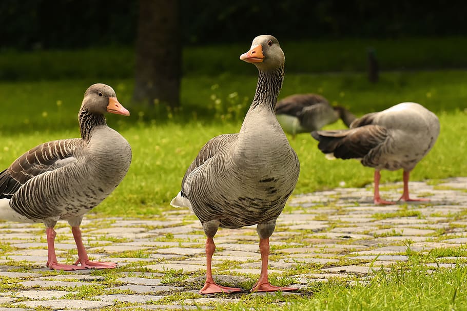 geese, wild geese, waterfowl, group, goose-char, bird, nature, poultry, greylag goose, aquatic animals