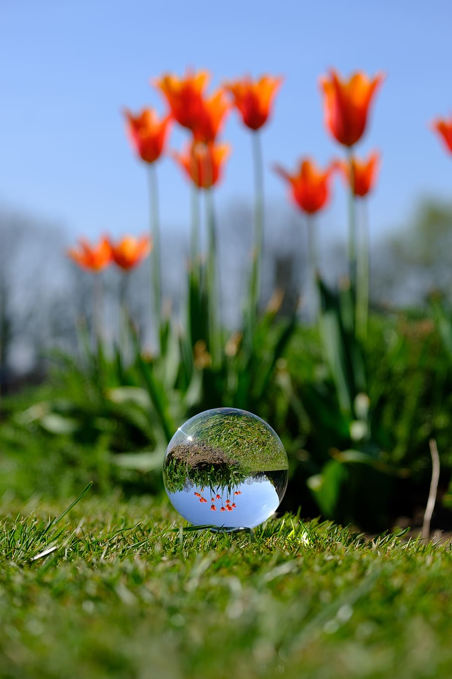 bola de cristal, fotografia, flor, yorkshire, refração, primavera, natureza, esfera de vidro, bola de vidro, retroiluminado