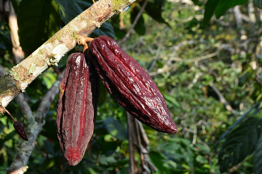 cacao, planta, planta de cacao, fruta de cacao, fruta, semilla, agricultura, árbol, frijol, chocolate