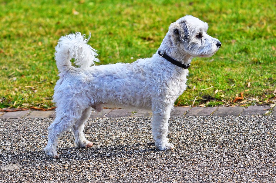 dog, canine, animal, mammal, little dog, pet, domestic, little white dog, standing, outdoors