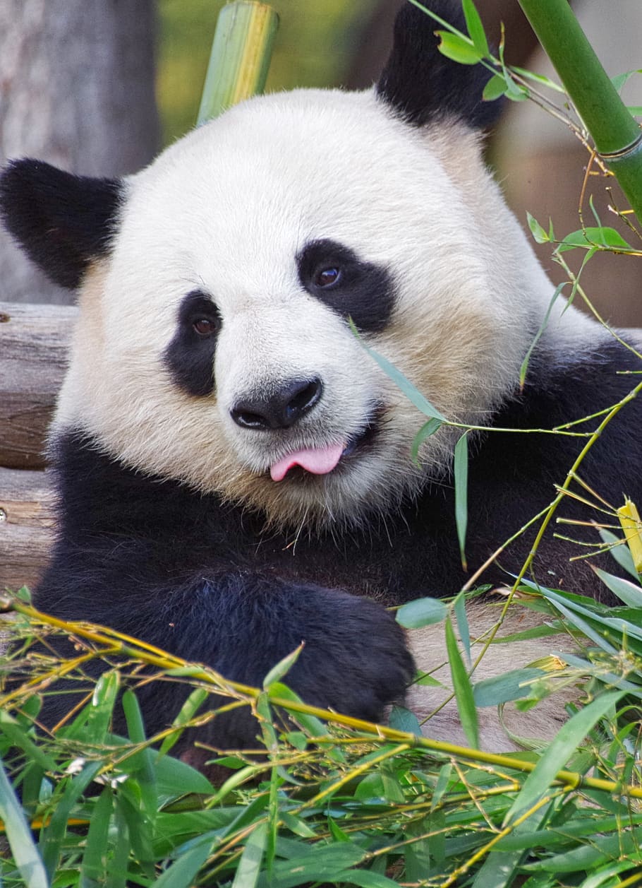 panda, panda raksasa, kebun binatang, porselen, hampir punah, mamalia, bambu, hewan, satu hewan, tema hewan