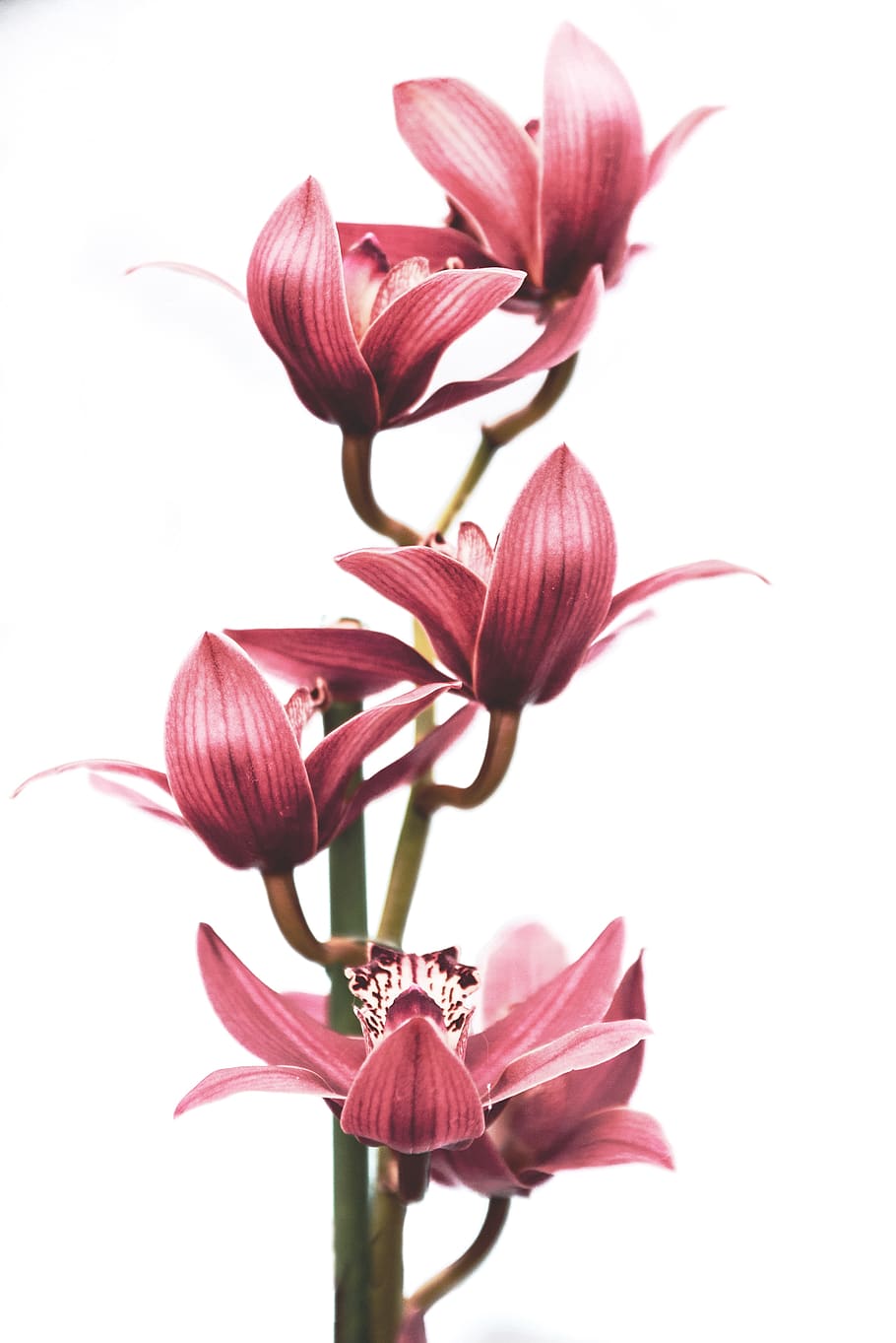 orquídea, flor, naturaleza, planta, hoja, aislado, floral, fondo, brillante, color