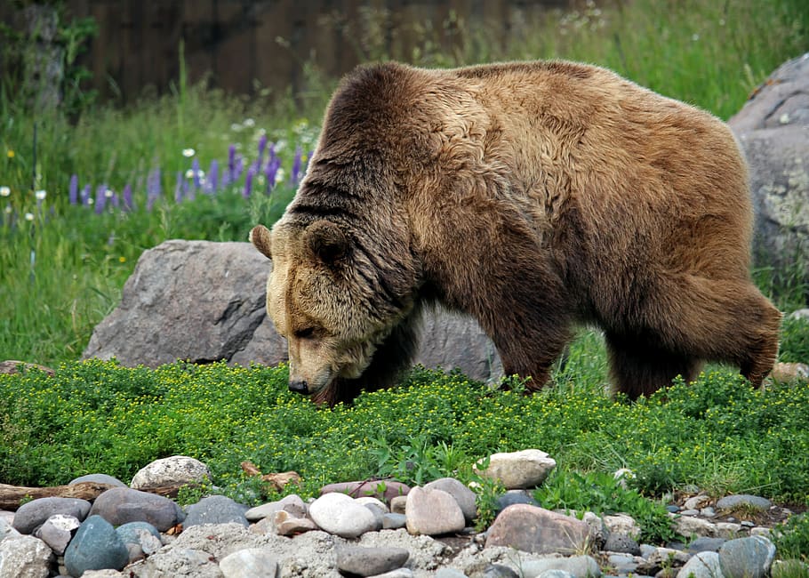 grizzly bear, bear, grizzly, montana, bozeman, montana grizzly encounter, animal, animal themes, solid, mammal