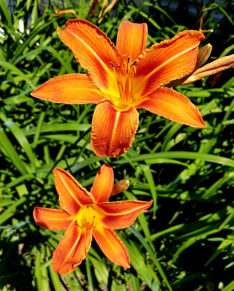 tiger lily, lily, flower, orange, garden, floral, close up, pedals, flowering plant, vulnerability