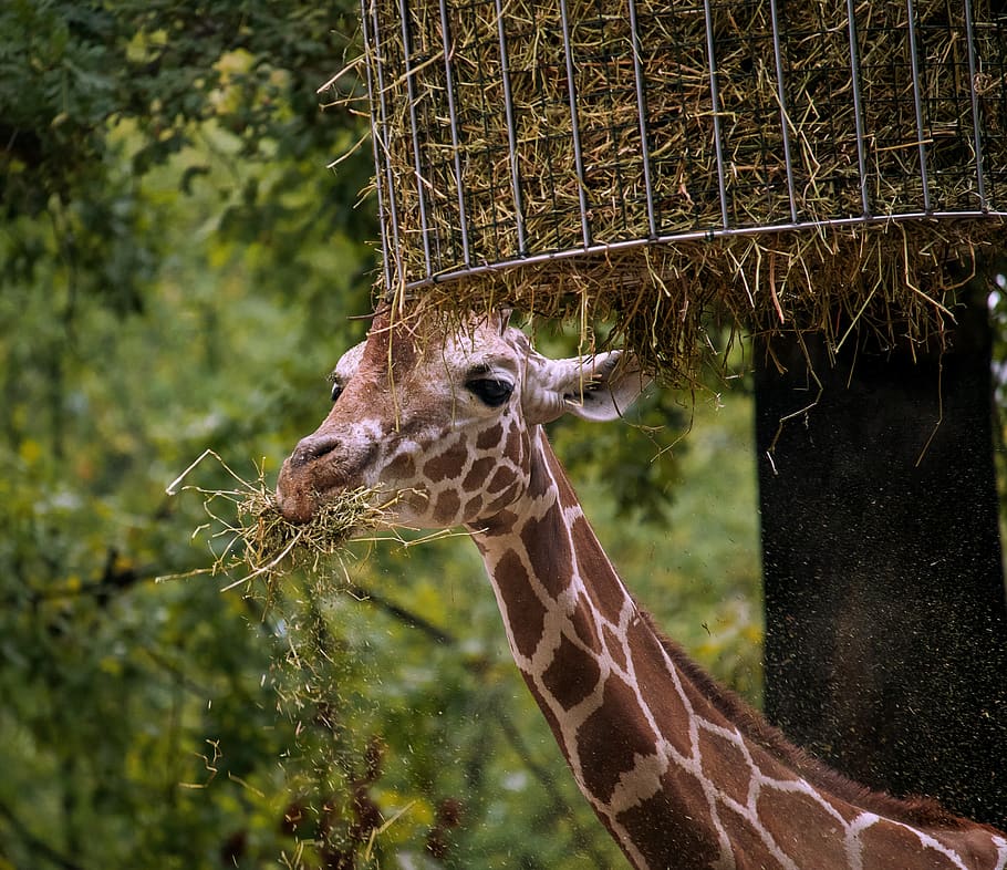 girafa, mamífero, mundo animal, grande, comer, animal selvagem, jardim zoológico, parque animal Berlim, animais selvagens, temas animais