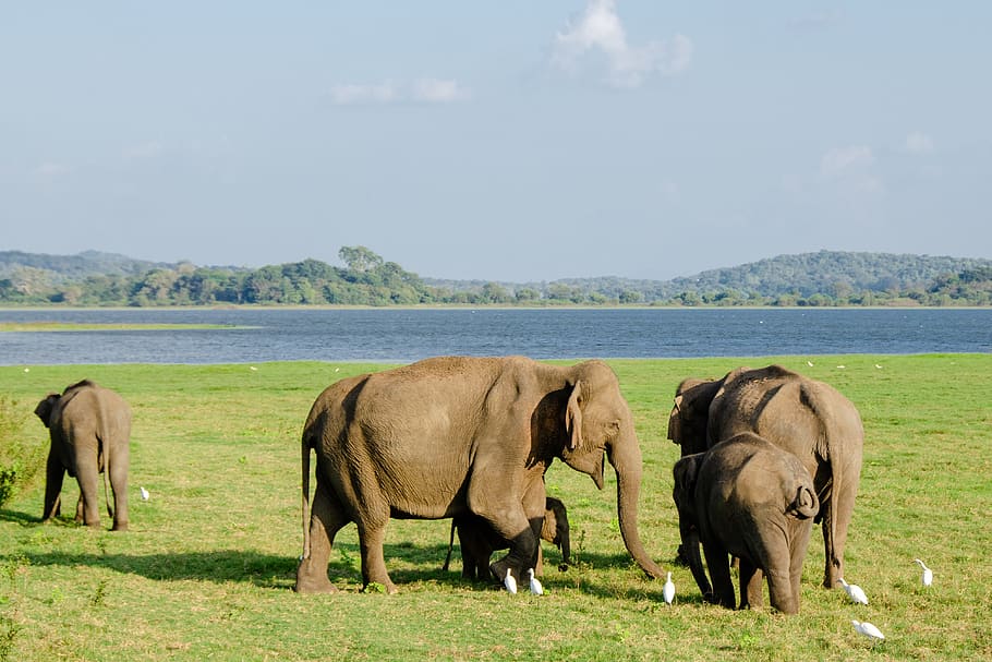 elefante, elefante asiático, elefante do sri lanka, mamífero, animais selvagens, selvagem, tronco, ameaçadas de extinção, mãe, família
