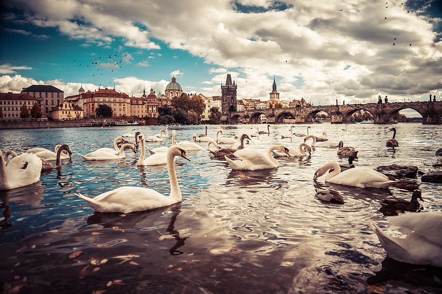 white, swans, charles bridge, prague, animals, architecture, bridge, buildings, city, czech republic