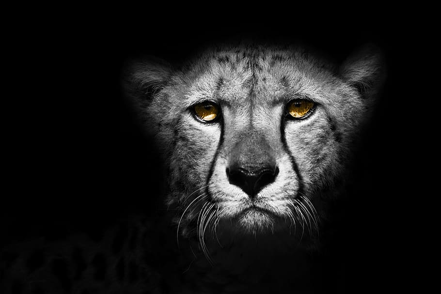 animal, cheetah, exotic, wild, design, nature, leopard, wildlife, safari, africa