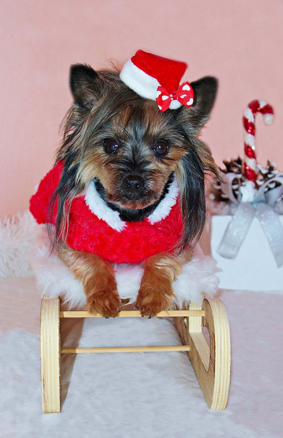 yorkshire terrier, dog, santa claus, cute, sled, cap, dress, one animal, domestic animals, pets