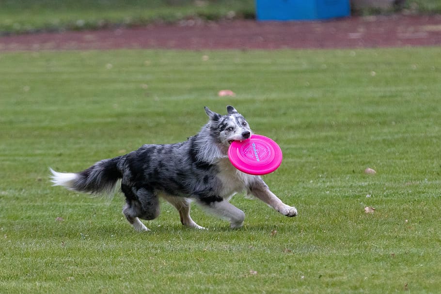 frisbee, dogfrisbee, dog, disc mastiffs, hundesport, sport, domestic, one animal, pets, domestic animals