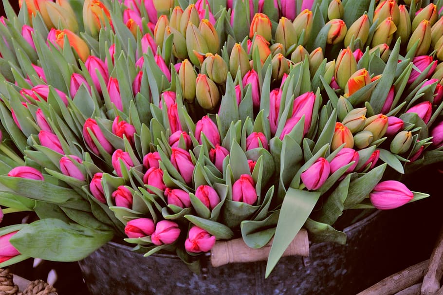 tulips, market, market stall, spring, blossom, bloom, flower, bucket, zinc, flower shop