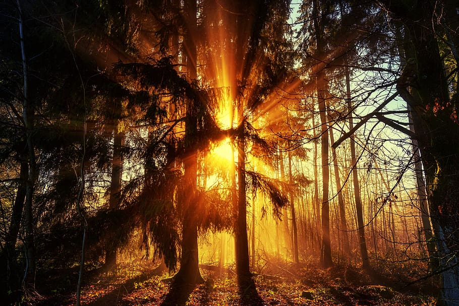 árvore, natureza, madeira, luz, sol, névoa, neblina, feixe de luz, floresta, paisagem