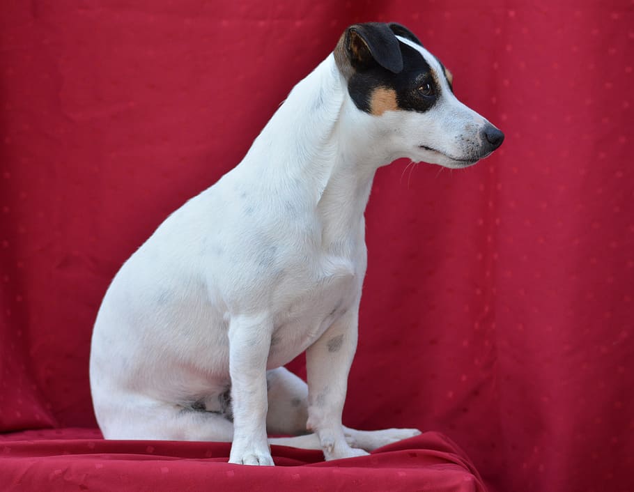 jack russel, dog, animals, terrier, cute, russel, jack, red, one animal, domestic animals