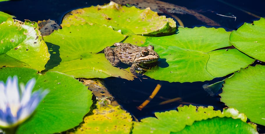 frog, lilypad, pond, green, nature, water, aquatic, cute, spring, summer