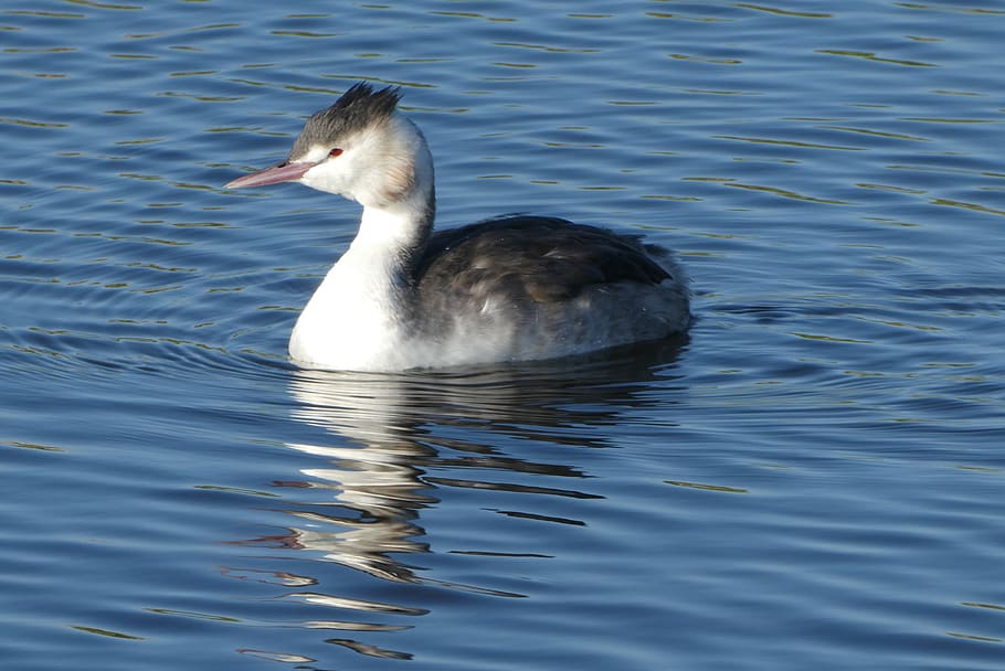 grebe, ditch, water, breeding season, down feathers, waterfowl, nature, feathers, animal themes, animal wildlife