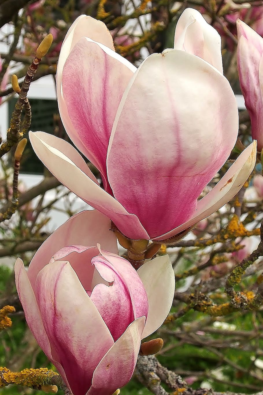 flower, magnolia, pink, white pink, spring, flowers, magnolia blossom, bud, pink color, flowering plant