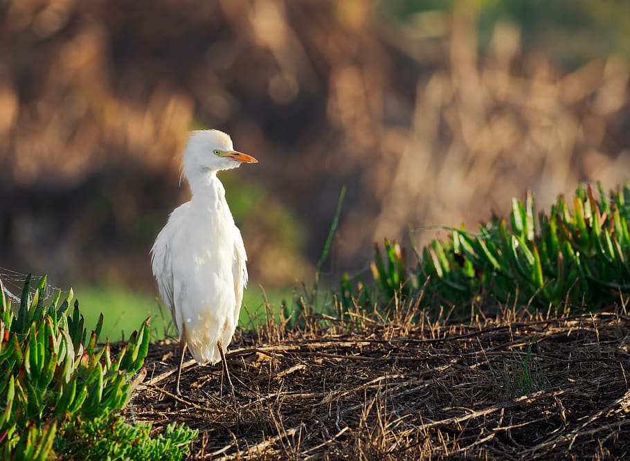 intermediate egret, bird, egret, animal, nature, wildlife, white, beak, intermediate, wetlands