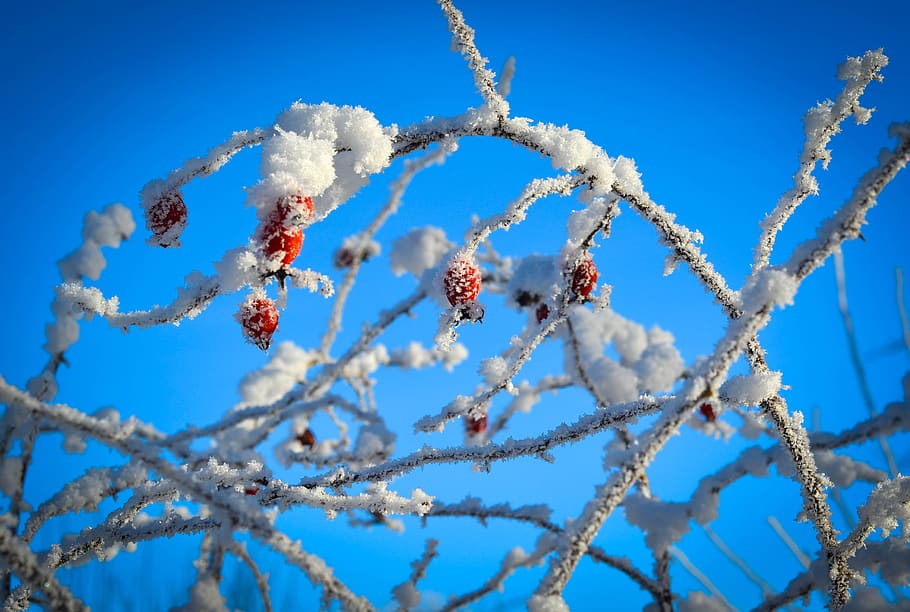 winter, frost, berries, bush, nature, cold, snow, white, sky, blue