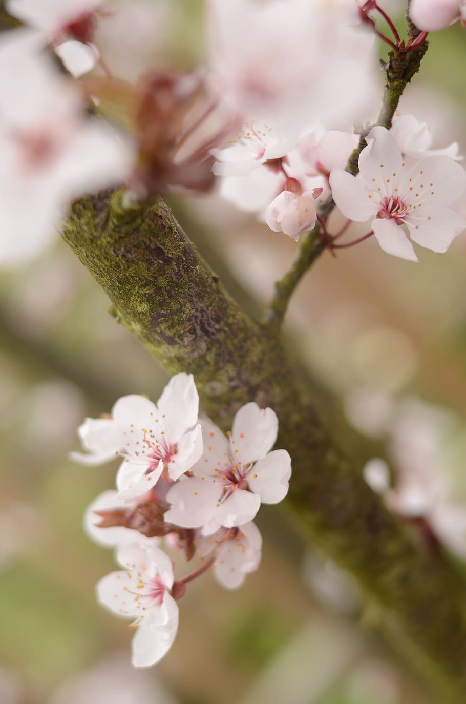 Hoa anh đào - loài hoa mơ mộng được yêu thích nhất trong văn hóa Nhật Bản. Hãy xem hình ảnh những cây anh đào, hồng trắng tinh khôi và hoa đầy sắc màu để cảm nhận sự yên tĩnh và đẹp đẽ của vùng đất này.
