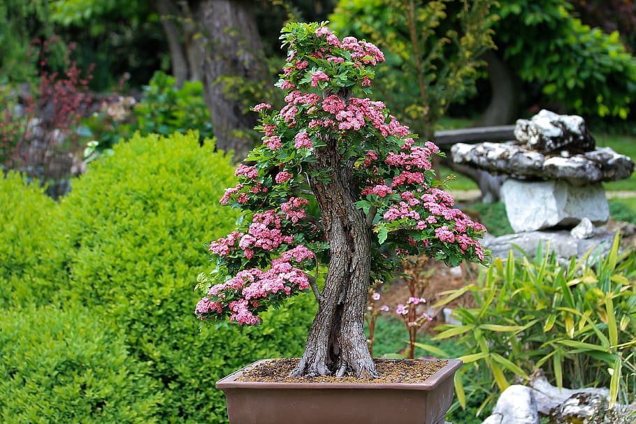 bonsai, díszgalagonya, vírágzó bonsai, pink flowers, wood, plant, art, japan culture, culture, horticulture