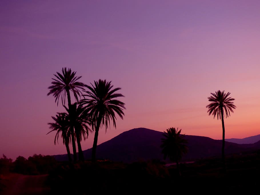 puesta de sol, palmeras, naturaleza, paisaje, palmera, silueta, cielo, clima tropical, árbol, planta