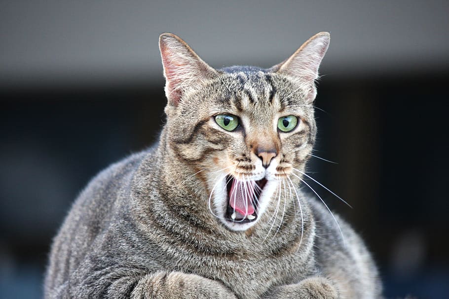 cat, fat cat, animals, yawn, pet, feline, mouth, yawning, kitty, furry
