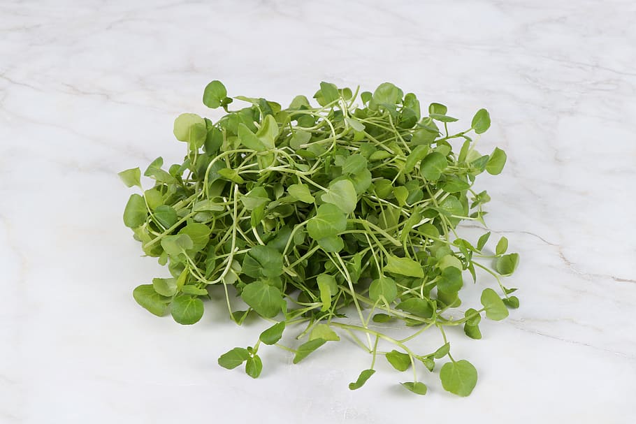 watercress, crazy la, cresson, water and, vegetables, leaf, salad, green, fresh, nature