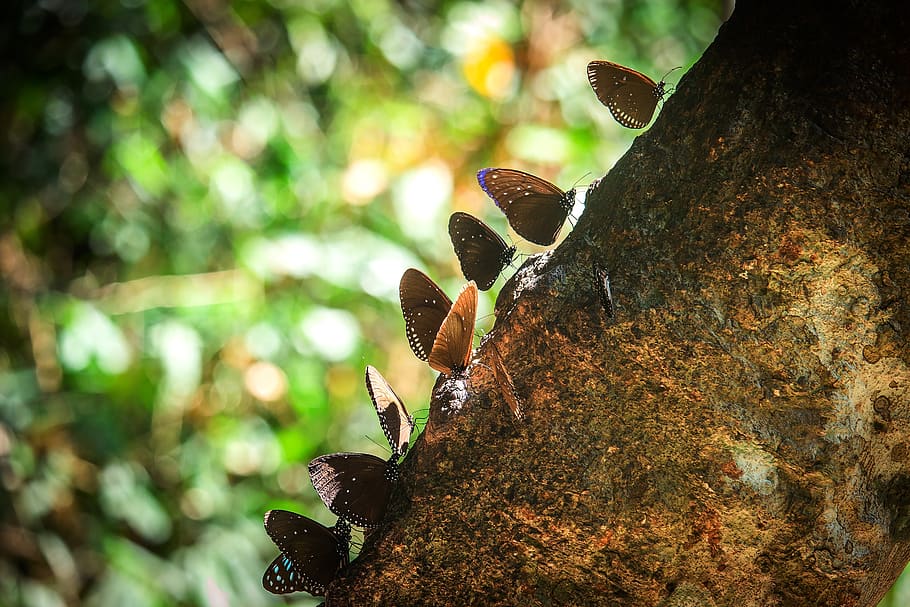 butterfly, pa, animals, the forests, butterfly leaves huge, nature, khao yai, autumn leaves, wings, green