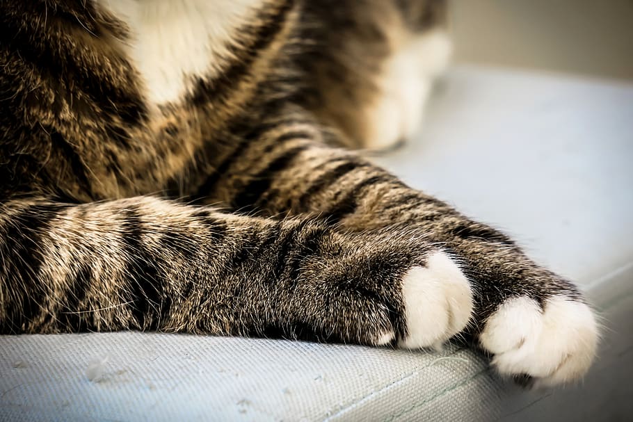 cat, paws, cat's paw, cat paw, paw, break, concerns, relax, rest, domestic cat