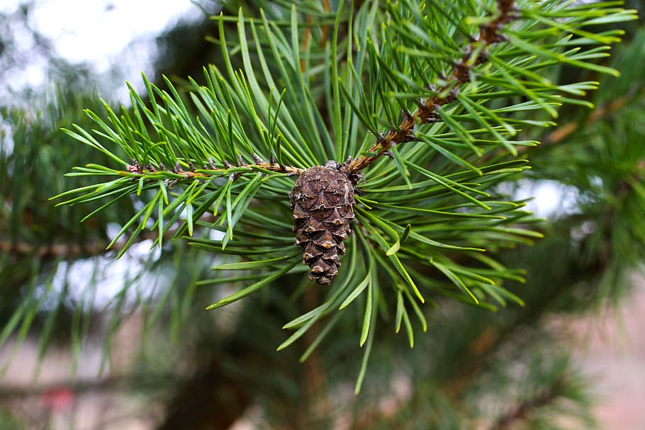 pine cones, pine needles, fir tree, conifer, kienapfel, tap, winter, forest, nature, cool