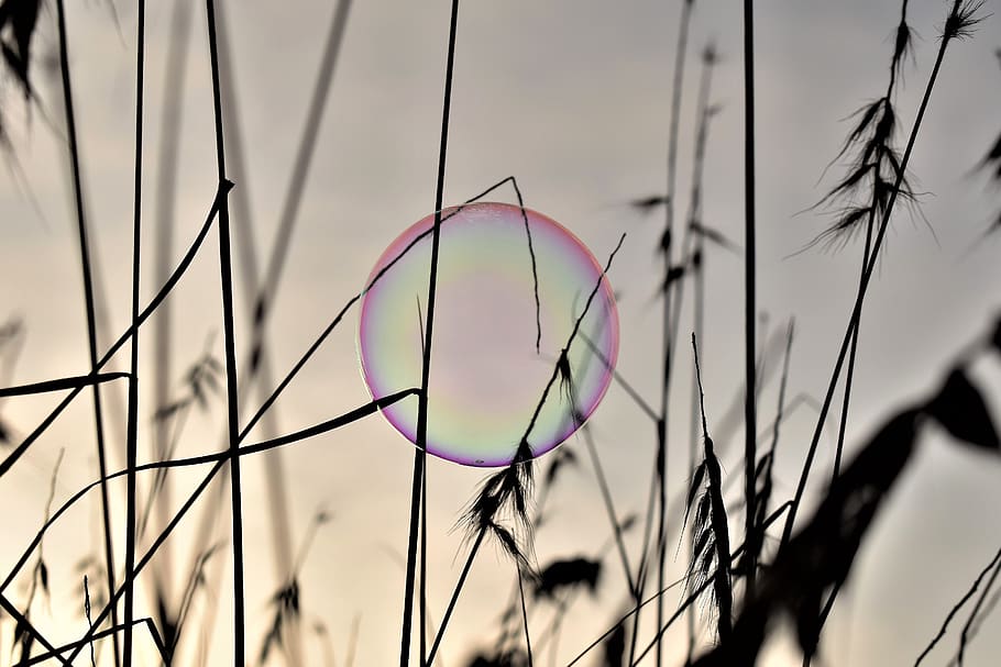 burbuja de jabón, retroiluminación, estado de ánimo, brillo, colores del arco iris, amanecer, forma esférica, esférica, hierbas, arco iris