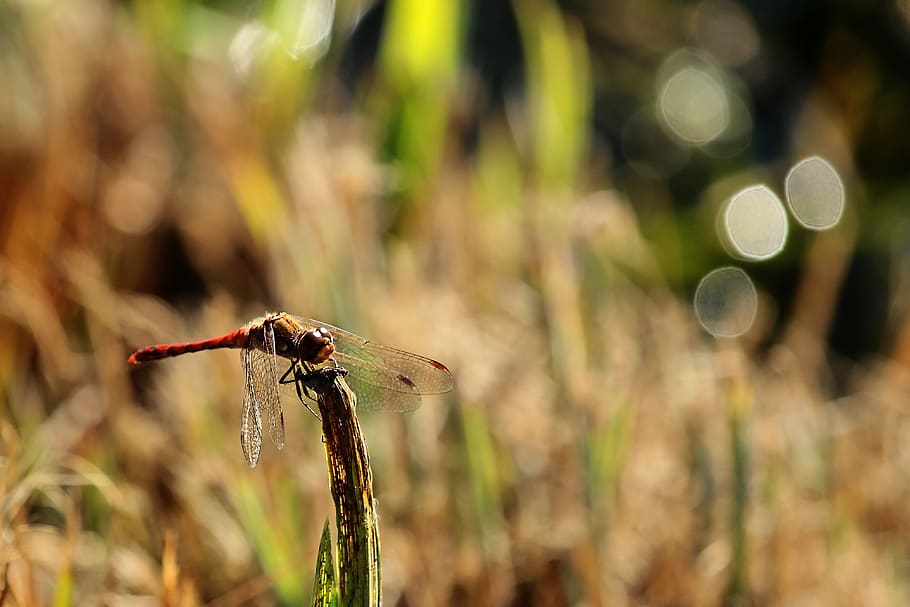 darter sympetrum, wing, dragonfly, insect, flight insect, animal, dragonflies, nature, sailing dragonfly, filigree