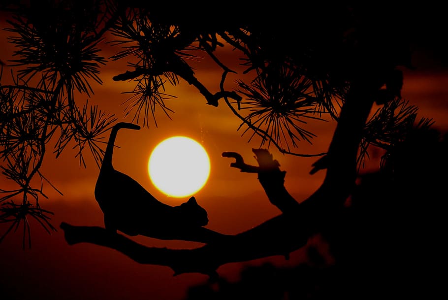 cat, stretching, along, tree limb, setting, sun, background., tree, dusk, evening