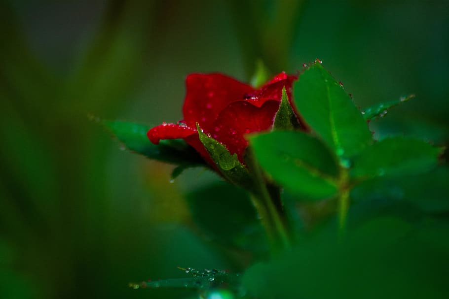 merah, mawar, daun bunga, bunga, mekar, tanaman, alam, kabur, air, tetesan hujan