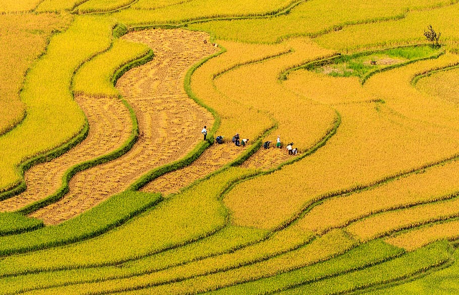 vietnam, people, grass, asian, farmer, agriculture, land, landscape, green color, scenics - nature