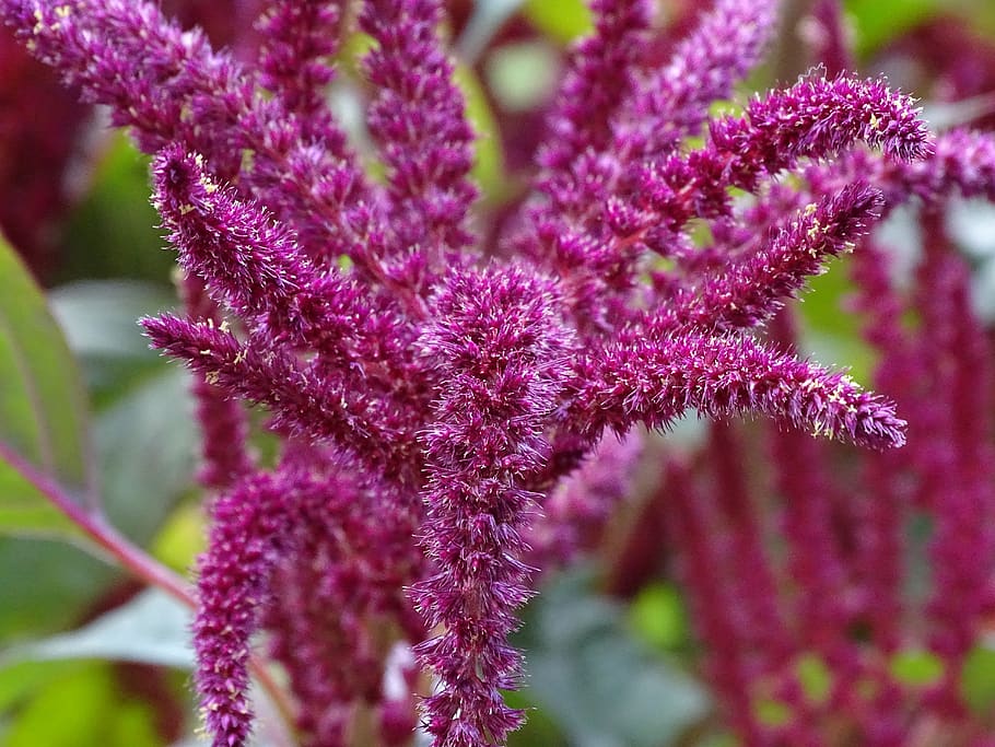 foxtail, garden-fox tail, amaranth, amaranthus, edible, seeds, krautig, monoecious plant, red, hanging