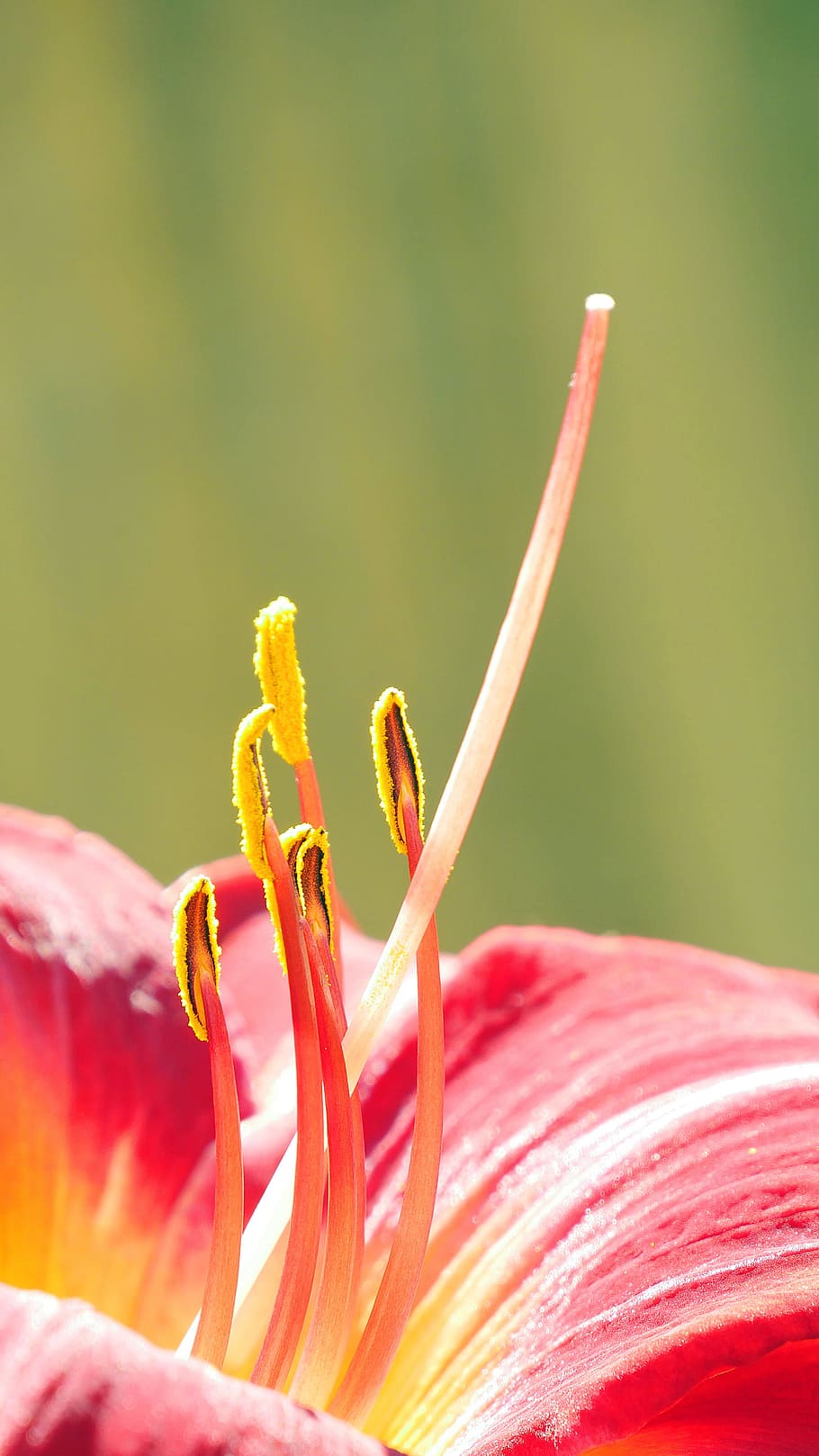 makro bagian bunga merah, daylily, waktu musim panas, taman rutgers nj usa, usa., fotografi makro, close-up, close-up ekstrim, gambar bunga, gambar putik