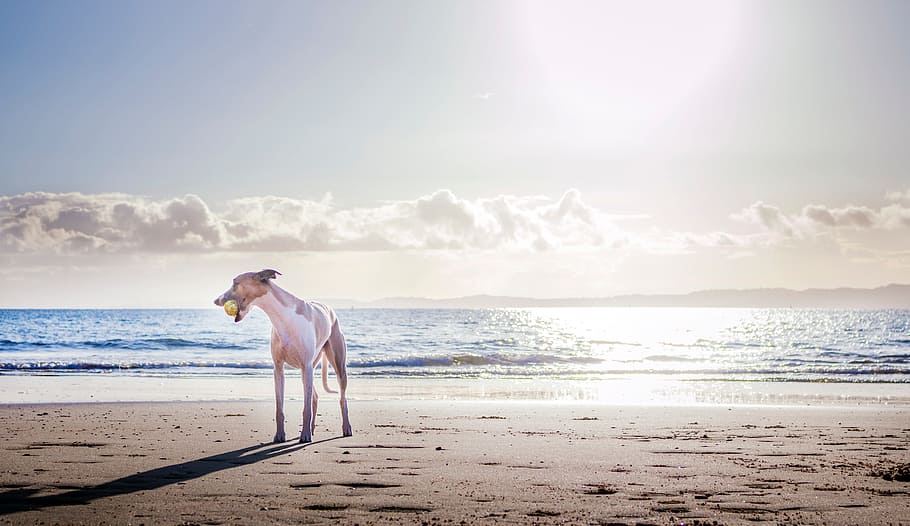 dog, beach, ball, playing, sand, sea, water, ocean, blue, pet
