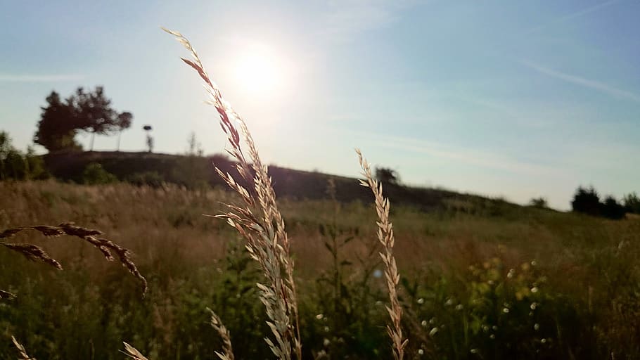 wheat, plants, fields, sunshine, sun rays, rural, country, plant, growth, sky