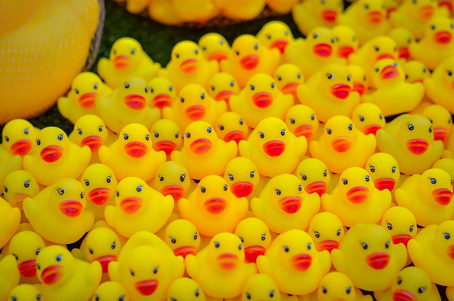 lot, yellow, duck toy, duck, toy, rubber, isolated, cute, plastic, bird