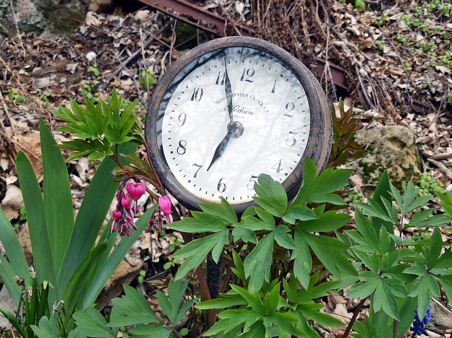 garden watch, old, antique, bed, spring, green, retro, nostalgia, time of, plant part