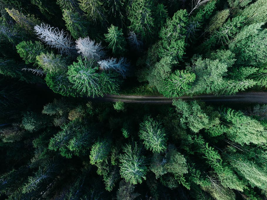 road, green, trees, nature, outdoors, aerial, view, plant, green color, growth