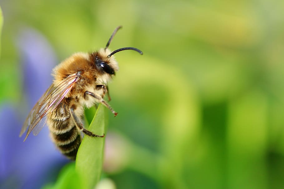 bee, always, close up, nature, macro, insect, pollen, honey, honey bee, animal