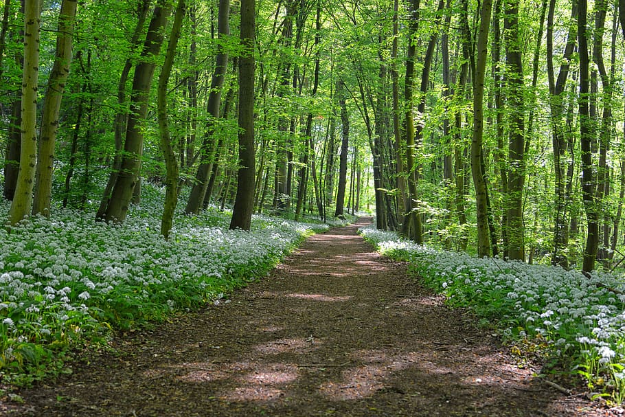 wild garlic on the way, forest, spring, landscape, blossom, bloom, forest path, garlic leaves, leaves, log