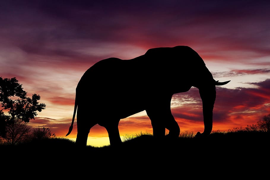 африканский слон, животные, африка, африканский, слон, сафари, тень, силуэт, дикий, дикая природа